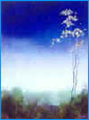 A  Delicate Light